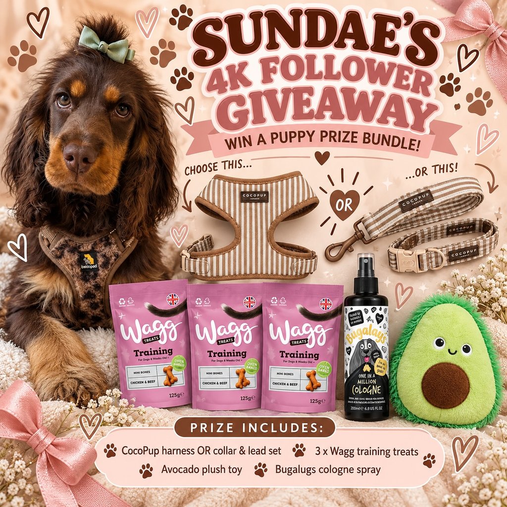 A little puppy pamper bundle