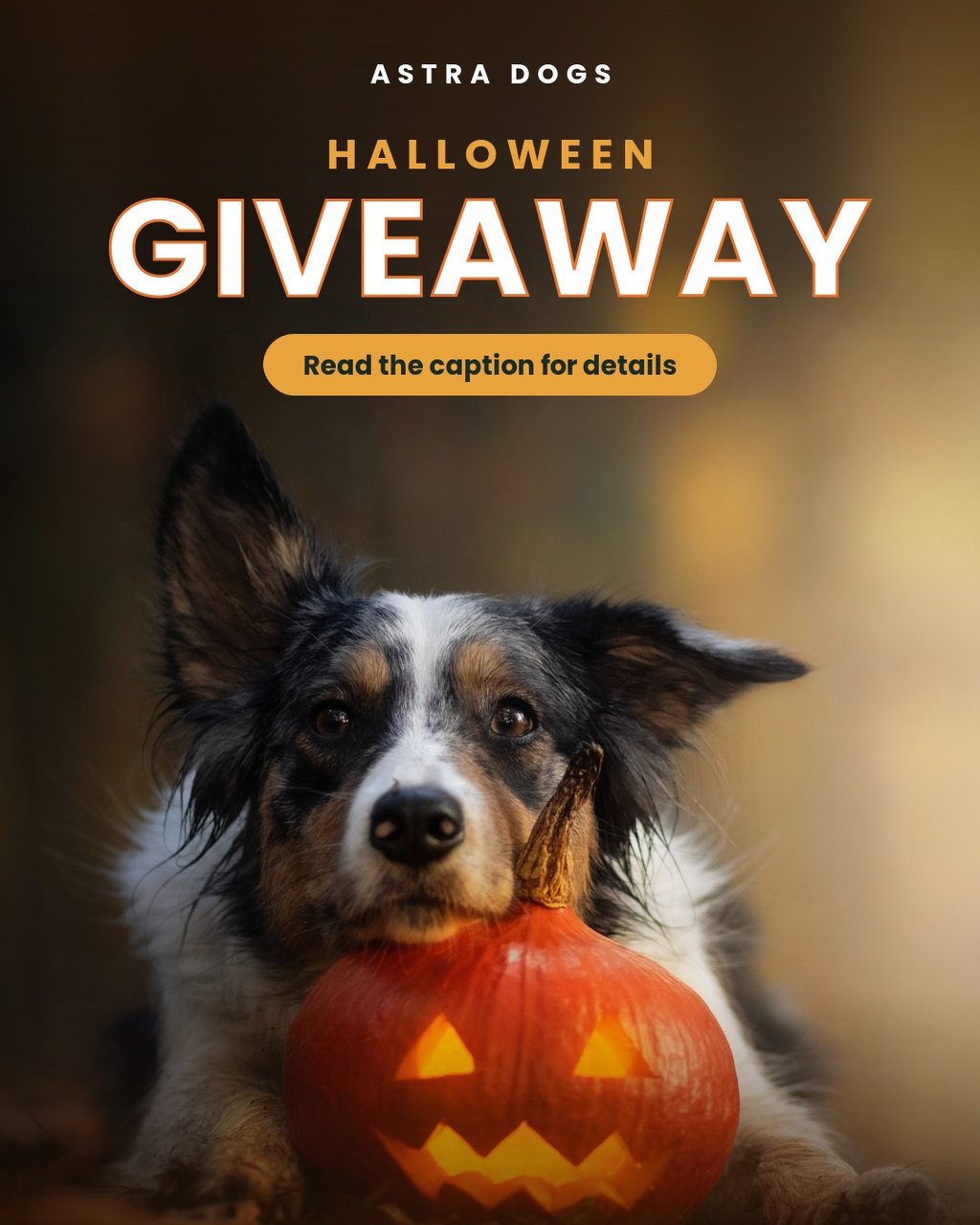 LIFETIME access to Astra Dogs