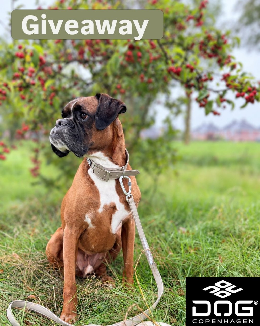 The NEW Urban Classic™ Collar and Leash set from @dogcopenhagen in the size and color of your choice