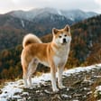 Akita breed photo