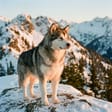 Alaskan Malamute breed photo