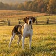American Foxhound breed photo