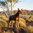 Australian Kelpie breed photo