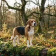 Beagle harrier breed photo