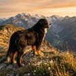 Bernese Mountain Dog breed photo