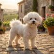 Bichon Frise breed photo