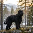Black Russian Terrier breed photo