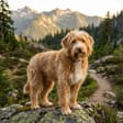 Boomer breed photo