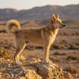 Canaan dog breed photo