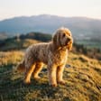 Cockapoo breed photo
