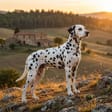Dalmatian breed photo
