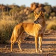 Dingo breed photo