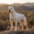 Dogo Argentino breed photo