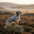 English Setter breed photo