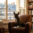 French Bulldog breed photo