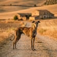 Galgo español breed photo