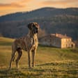 Great Dane breed photo