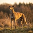 Greyhound breed photo