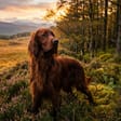 Irish Setter breed photo