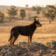 Kelpie breed photo