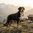 Large Swiss mountain dog breed photo