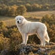 Maremma breed photo
