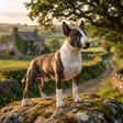 Miniature bull terrier breed photo