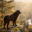 Newfoundland breed photo
