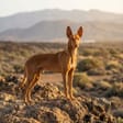 Podenco canario breed photo