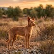 Podenco ibicenco breed photo