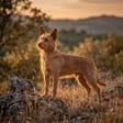 Podengo português breed photo
