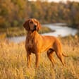 Redbone Coonhound breed photo