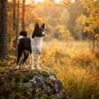 Russian-European laika breed photo