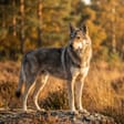 Saarloos Wolfhound breed photo