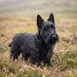 Scottish Terrier breed photo