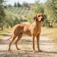 Segugio italiano breed photo