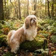 Shih Tzu breed photo