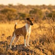 Smooth Fox Terrier breed photo