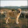 Spanish mastiff breed photo