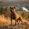 Staffordshire Bull Terrier breed photo