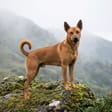 Taiwan dog breed photo