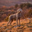 Weimaraner breed photo