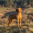Wirehaired Vizsla breed photo
