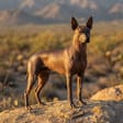 Xoloitzcuintli breed photo