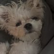Ollie
