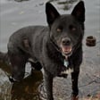 Bosco