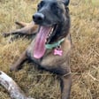 Nala
