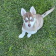 Kaia