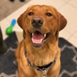 Maple