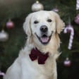 Koda